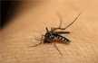 Delhi: 277 dengue cases in 2nd week of November; total crosses 15,500